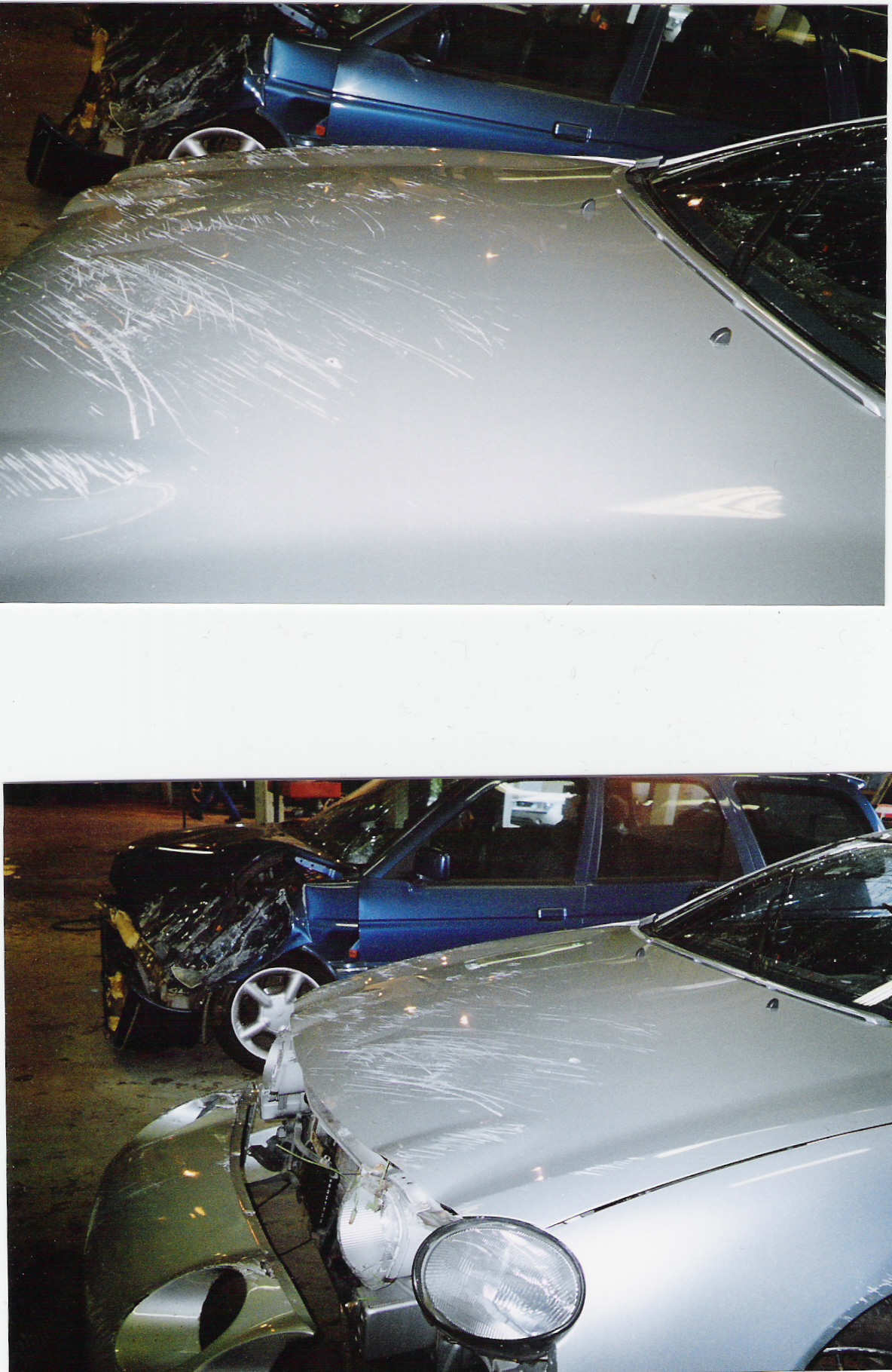 Bilder av panser.jpg