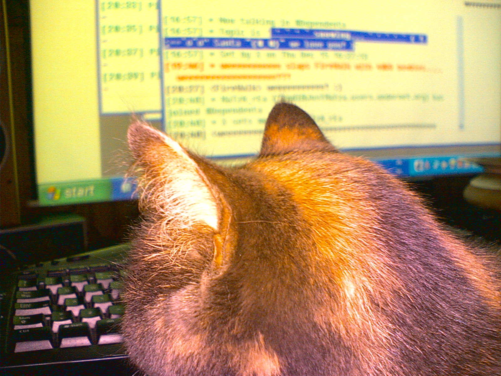 katten nerder seg forran tastaturet :P