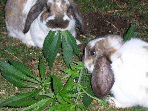drugbunnies.jpg