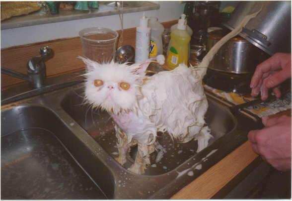 katte.jpg