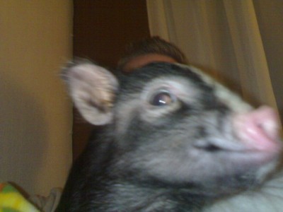 Theodor bacon.jpg