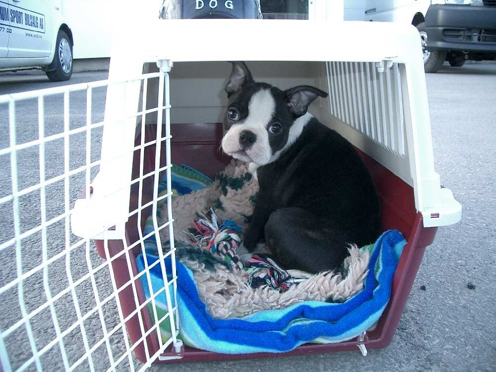 Valpen vår sjarmerte fotografen, så han ble også festet på film =)