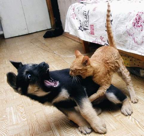 attachff.jpg