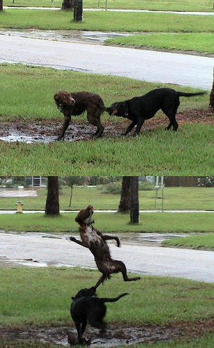 fuglehund.jpg