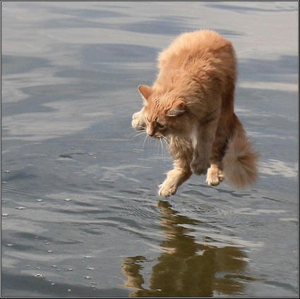 kattvann.jpg