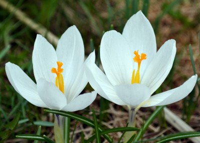 natur2.jpg