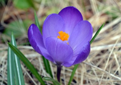 krokkus