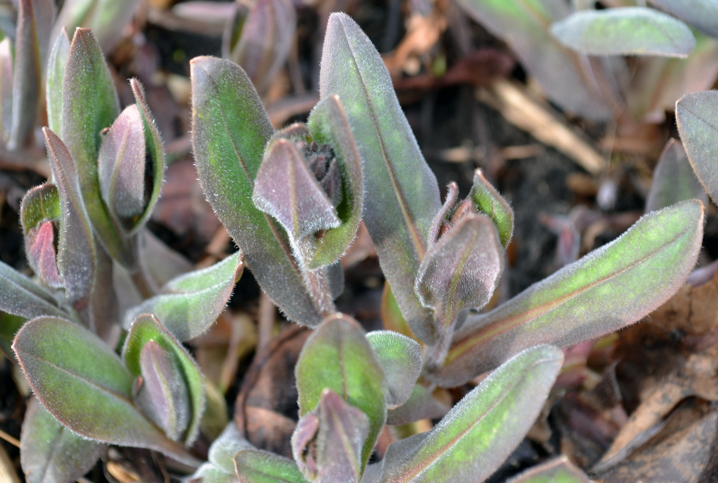 noen blad fra en eller annen plante jeg ikke vet hva er.. :p