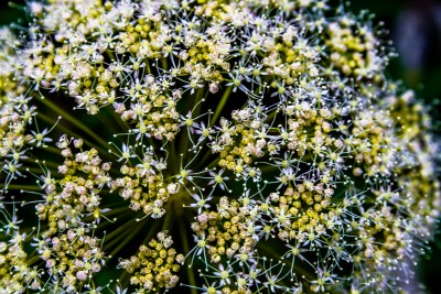 _MG_0242.jpg